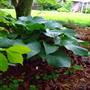 Krossa Regal Hosta